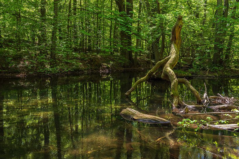 Landschaft im Nebeldurchbruchstal zwischen Serrahn und Kuchelmiß von Rico Ködder
