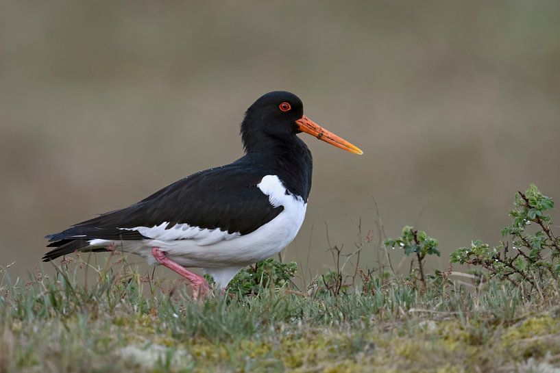 Austernfischer ( Haematopus ostralegus ) unterwegs in den Dünen, wildlife, Europa. von wunderbare Erde