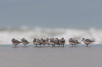 Un groupe de bécasseaux sanderling.