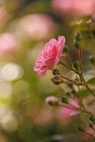 Rosa The Fairy - Dance of the Bokeh