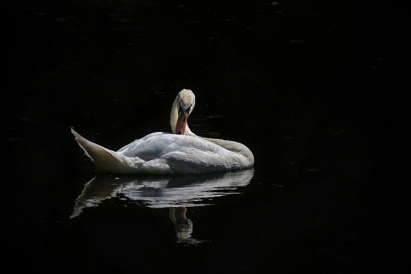 brush feathers by Marjo Snellenburg