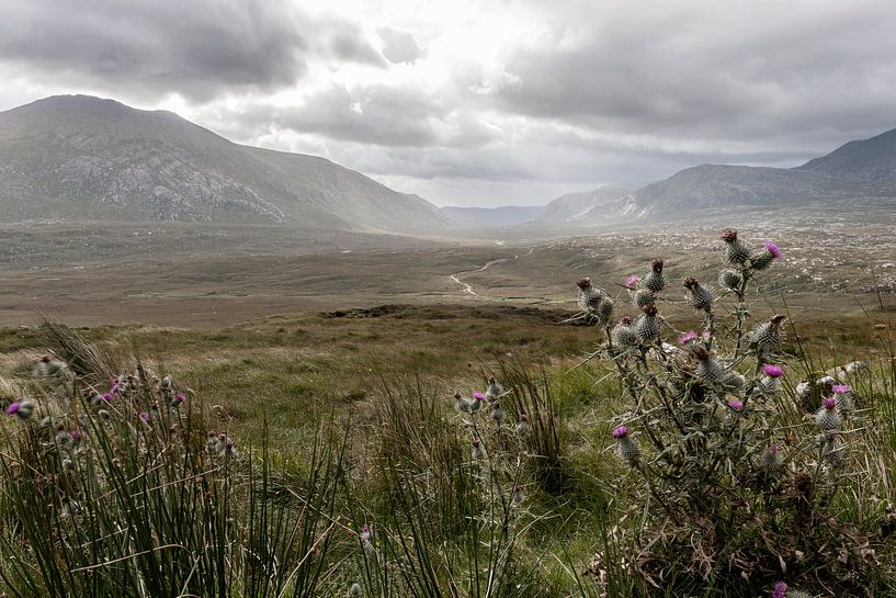 De bloem van Schotland... by Annick Cornu