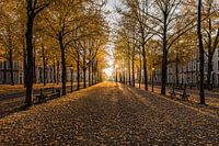 Den Haag - Lange Voorhout