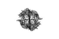 Stillleben: Baum des Lebens