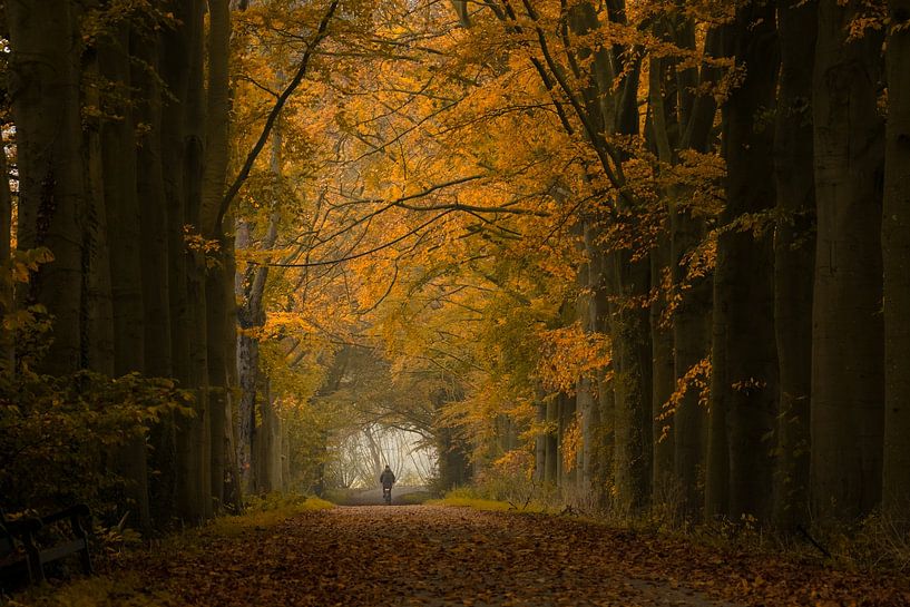 Cycling on a fairytale autumn forest road by Moetwil en van Dijk - Fotografie