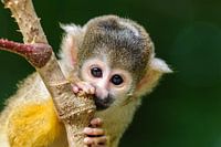 Singe écureuil de Bolivie