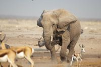 Un éléphant de la savane africaine en action
