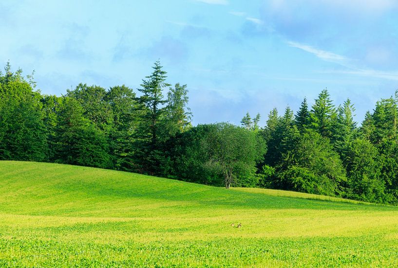 Rold Skov (Dänemark) von Marcel Kerdijk