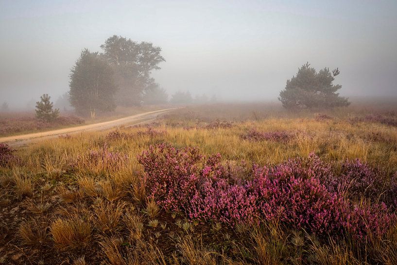 Sonnenaufgang in der Strabrechtse Heide von Rob Boon