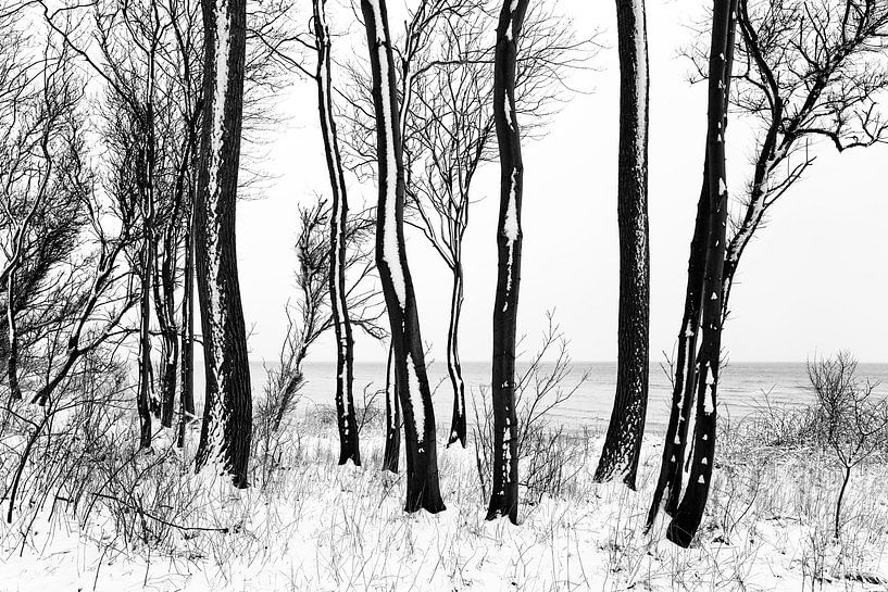 Arbres, neige et mer par Heiko Westphalen