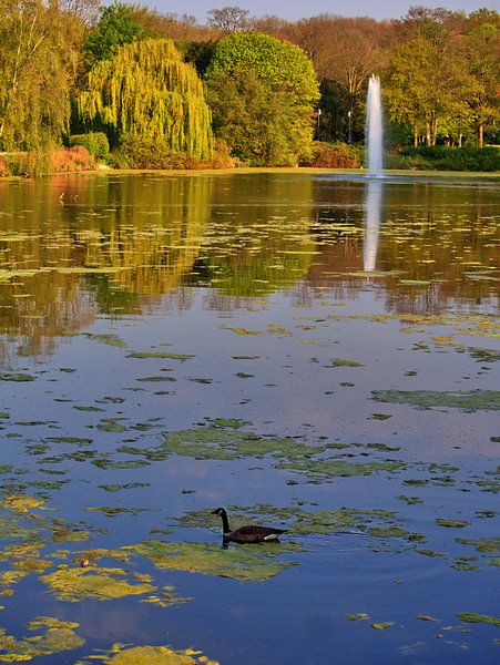 foulque par Edgar Schermaul