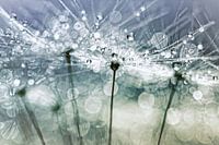 Blowball Bokeh Boogie.... (II)