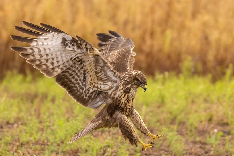 Mäusebussard (Buteo buteo) von Gert Hilbink