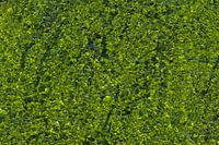 Duckweed