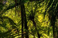 Forest with ferns and palms on the west coast of New Zealand