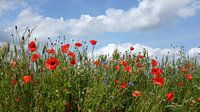 Mohn und Kornblume