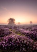 Blühende Heidelandschaft auf der Speulderhei