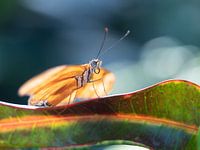 Gele vlinder tegen donkerblauwe achtergrond