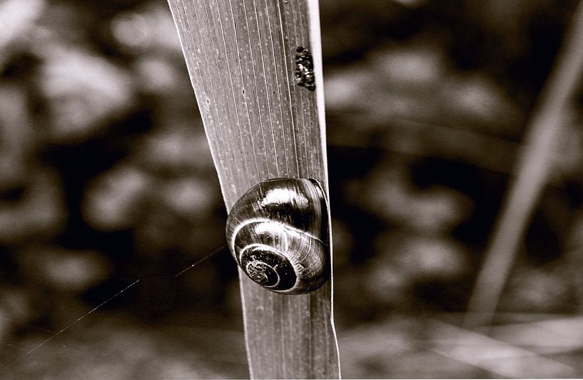 Natur von richard admiraal