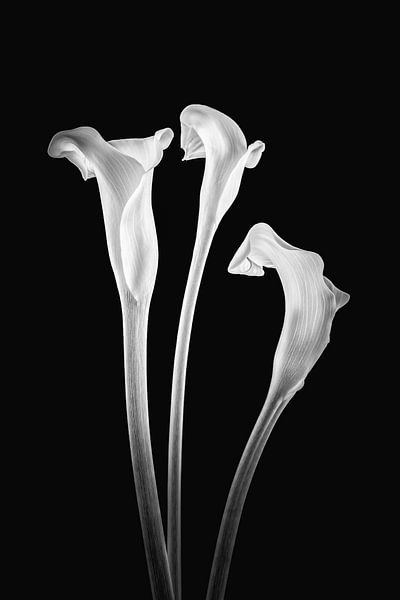 Callas 3 en noir et blanc par Karin aan de muur