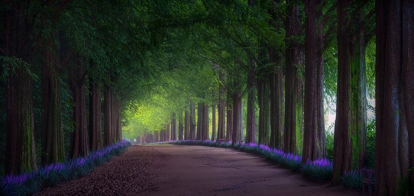 Sommerstraße von Tiger Seo