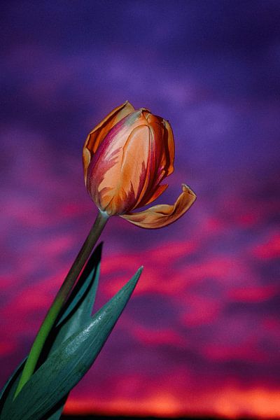 Tulpe am Abend von Dagmar Gelmers