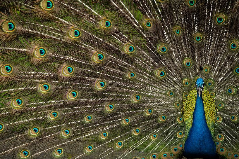 Wilde Schönheit von Debbie Hunt