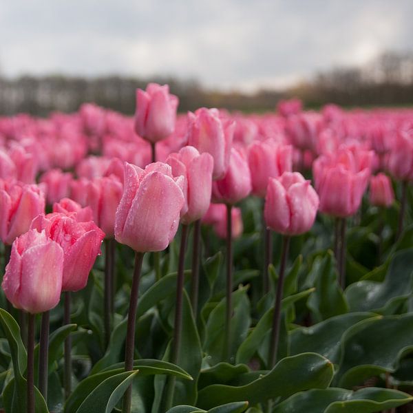 Roze tulpenpracht by Monique Hassink
