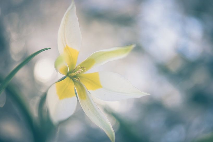 Blumen Teil 264 von Tania Perneel