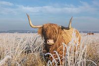 Schottischer Hochländer im Winter