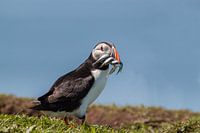 Papageientaucher mit Fisch