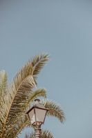 Palme und alter Laternenpfahl im filmischen Stil