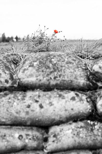 Last hope by Wim Demortier