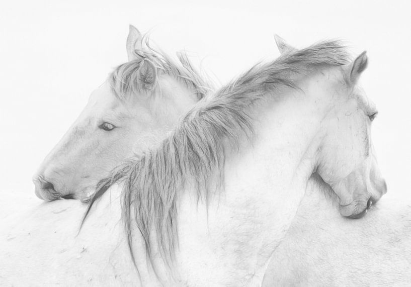 Horses by Marie Stas