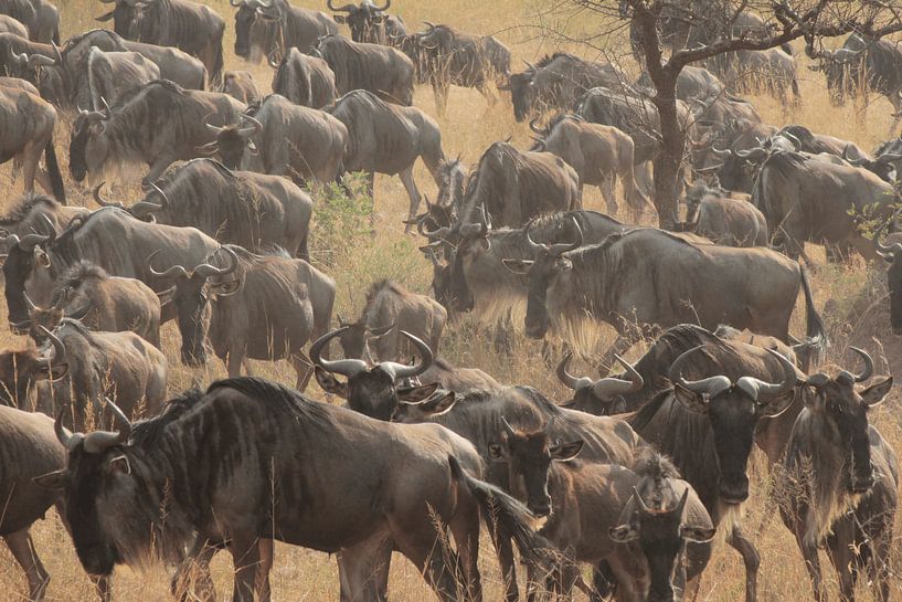 Die große Migration von Olaf