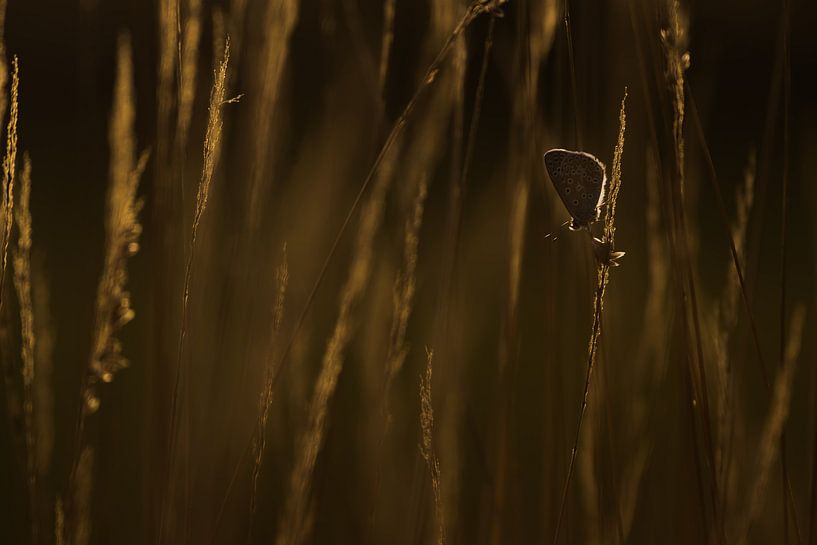 Le bleu icarien par Danny Slijfer Natuurfotografie