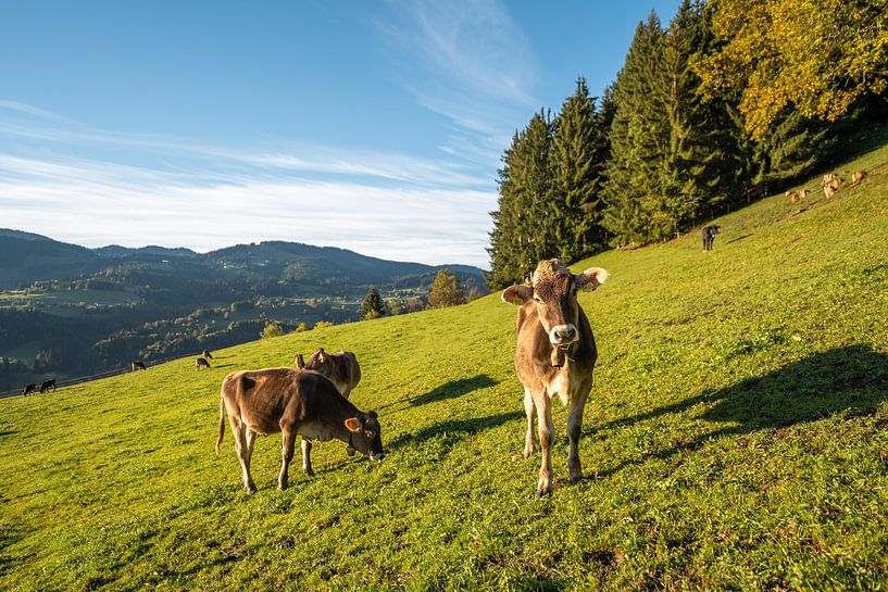 Allgäu cow near Oberstaufen by Leo Schindzielorz