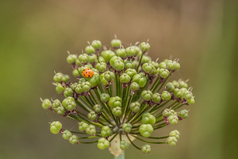 Poireau décoratif avec coccinelle par Gerhard Eisele