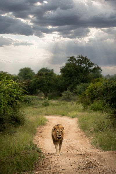 Lion en Afrique du Sud par Paula Romein