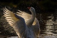 Gans breitet ihre Flügel im Gegenlicht aus