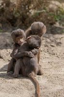 Baby-Affen umarmen #1