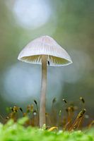 Sous mon parapluie - Champignons d'automne