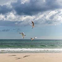 La mer Baltique et trois mouettes