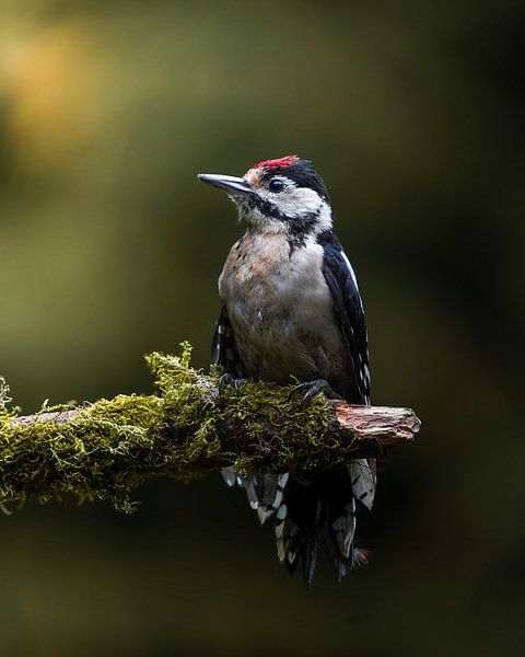 Great Spotted Woodpecker by Tom Zwerver