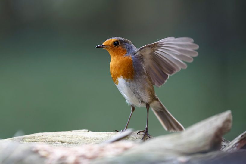 Fluttering robins by Rolf Pötsch
