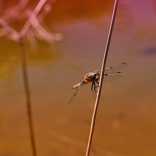 Libel in het avondlicht par Anouschka Hendriks