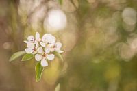 Blüte - "Bewegt von Träumen"