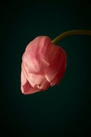 Tulipe rose // fleurs, nature, nature morte // beaux-arts