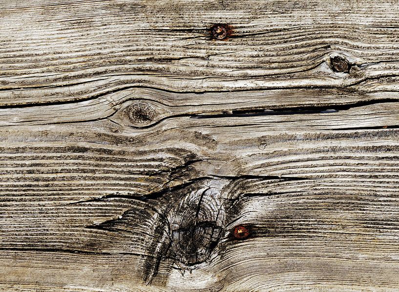 Wood 2 by Sarah Richter