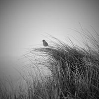 Lark in the dune grass (SW)